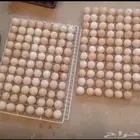 بيض دجاج فرنسي احمر كلومبي بيور ضخم