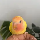 فرخ روز رد اوبلاين تم البيع