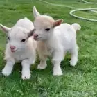 ماعز قزم صغير مدرب على الرضاعة باليد الماعز القزم