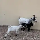 عنز قزميه