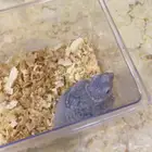 فرخ كنيور أناناس رد فاكتور 400