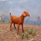 كلهاري تم البيع