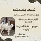 ذبايح طليان ورخال حريه ذبح وتوصيل