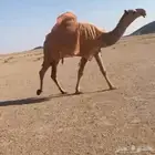 للبيع البكره لقيه