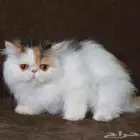 قطه بريشين بيكي فيس