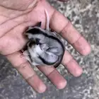 شوقر قلايدر .. موزاييك
