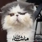 ذكر بيرشن بيكي فيس مسجل ومستورد منتج للبيع