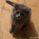 قط بريطاني