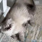قطط قطة صغيره صغيرة قطه