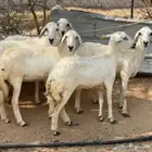 ثلوث المنظر