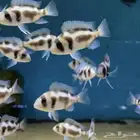 فرنتوزا سيكلد - Frontosa Cichlid