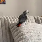 كاسكو ضايع حي الحمراء