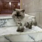 قط مفقود