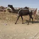 للبيع عشرا منوه القناي سليمه من العذاريب.