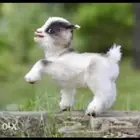 ماعز قزم صغير الليف جميل بديل للقطط الماعز القزم