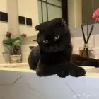 سكوتش فولد بلاك