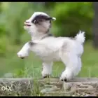 الماعز القزم الأليف