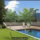 نخل صناعي السعر 350 فقط