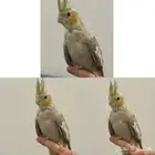 فرخ كروان اليف