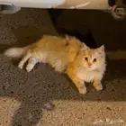 للتبني قطة مرميه بالكورنيش