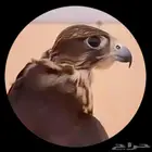 مطلوب حر صقر حر طير