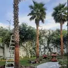 نخل للبيع
