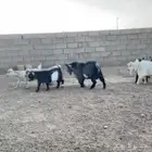 ماعز قزم جذعات جمله