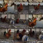 ديك فرنسي ودجاجه