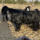 فحل عارضي فاخر