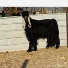 فحل عارضي خصم