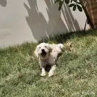 كلب للبيع Cyprus Poodle