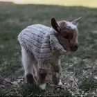 الماعز القزم