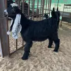 تيس طيب