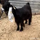 معزا عوارض صنف