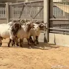 فحول نعيم شرط