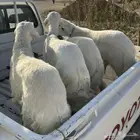 طليان حريات