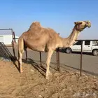 لقحه شعلا