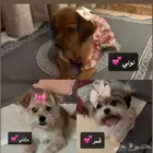 مجموعه كلاب اناث للتبني