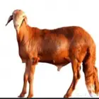 طلبان سواكن ماطبت السوق مع الذبح والتوصيل