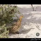 فري بري طرح