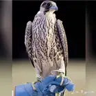 مطلوب طيره جبليه