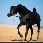 فرس امها اللون ادهم وفحلها اللون ادهم ملكي