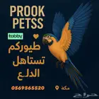 فندقة طيور