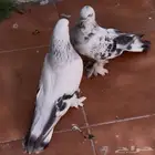 حمام تركي