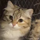 قطة للتبني