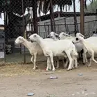 غنم للبيع