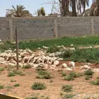 بط بكيني سوبر جانبو شرط اصحه
