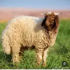 حوش غنم للايجار