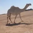 للبيع اللقحه عليانيه