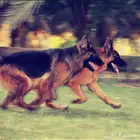 فندقة واستضافة كلاب happy dog kennel